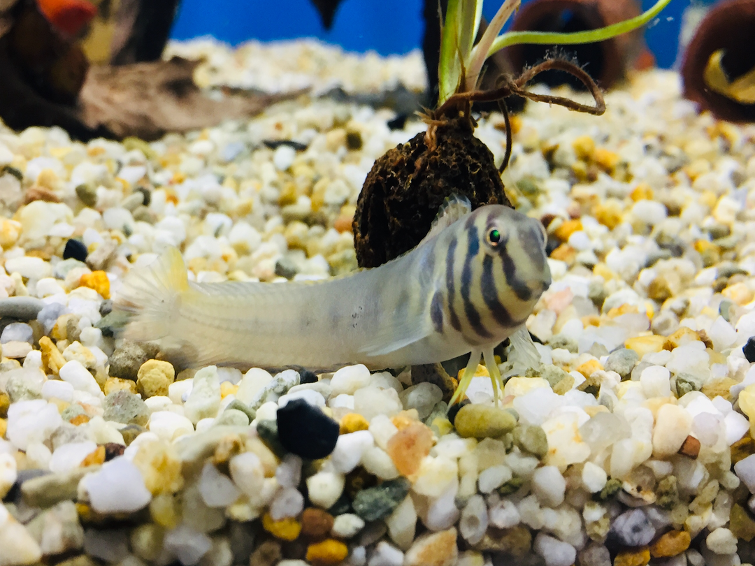 Zebra Schleimfisch