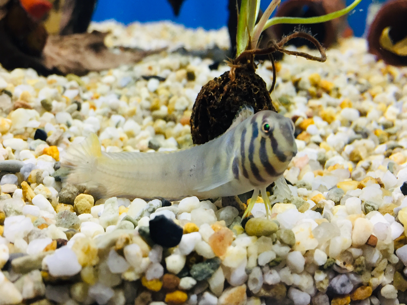 Zebra Schleimfisch