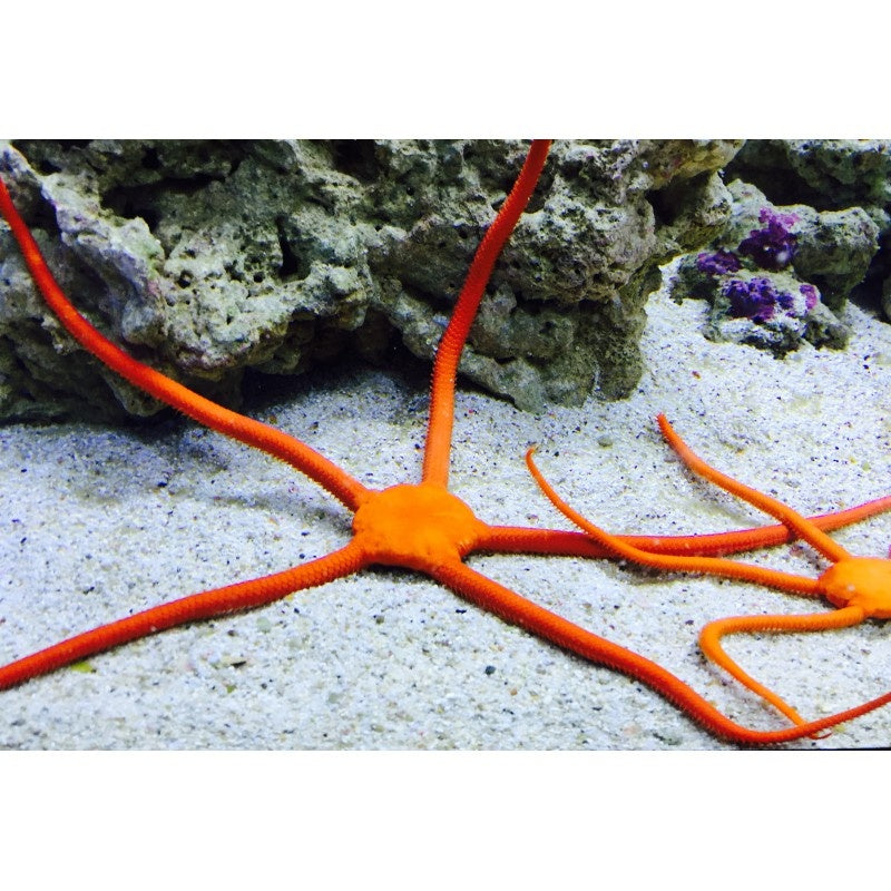 Roter Karibik Schlangenstern - Ophioderma squamosissima