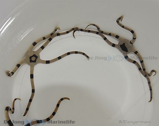 Gebänderter Schlangenstern - Ophiolepis superba