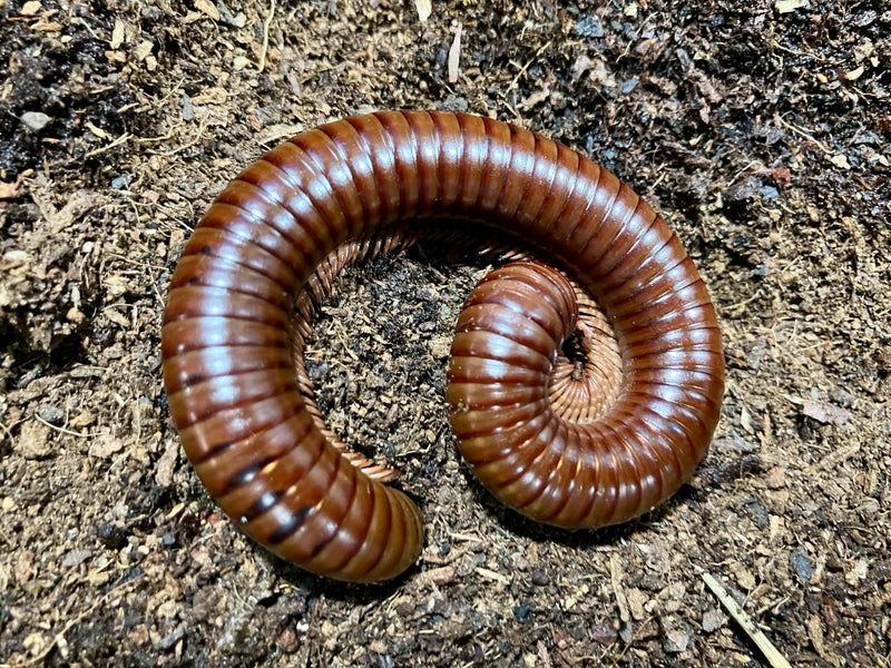 Schokotausendfüßer - Ophistreptus guineensis