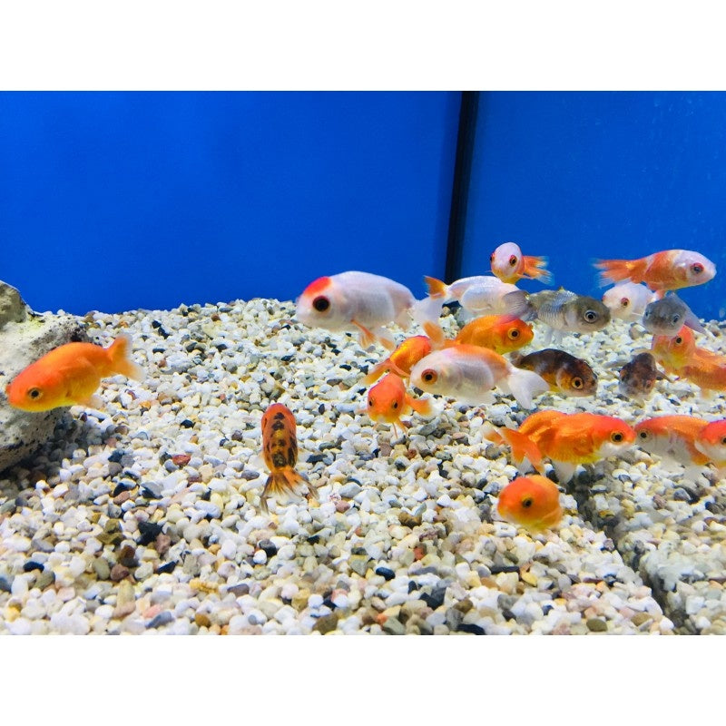 Büffelrücken - Carassius auratus "ranchu"