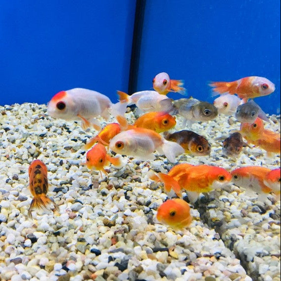 Büffelrücken - Carassius auratus "ranchu"