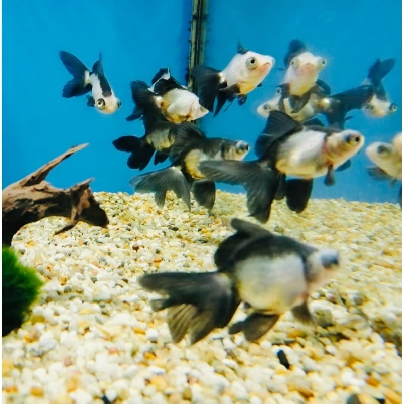Schleierschwanz "Panda"