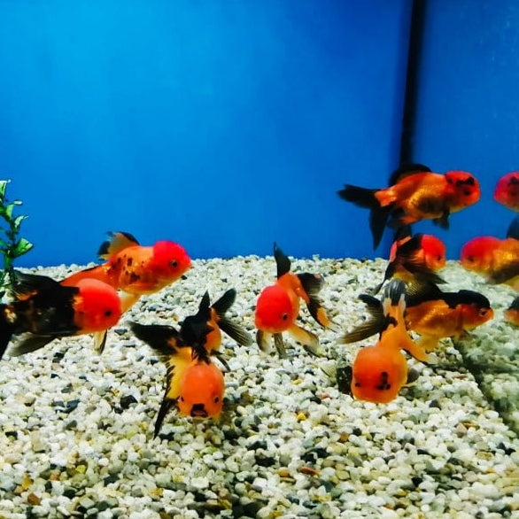 Löwenkopf - Carassius auratus "Rot/schwarz"