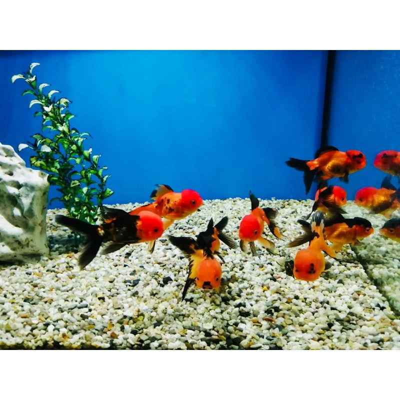 Löwenkopf "Rot/schwarz" - Carassius auratus 8-10cm
