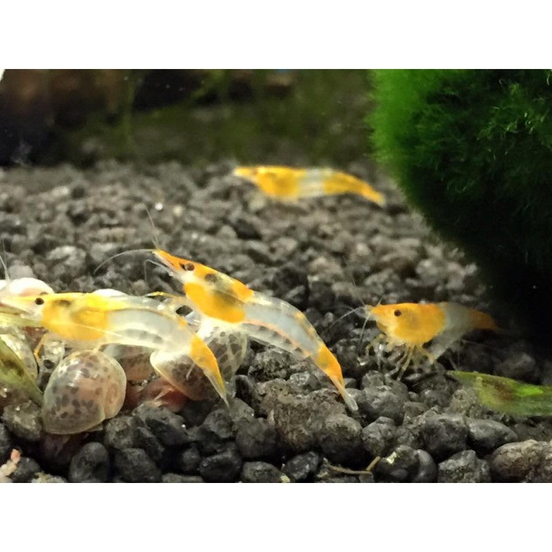 Zwerggarnele - Neocaridina davidi "Orange Rili"