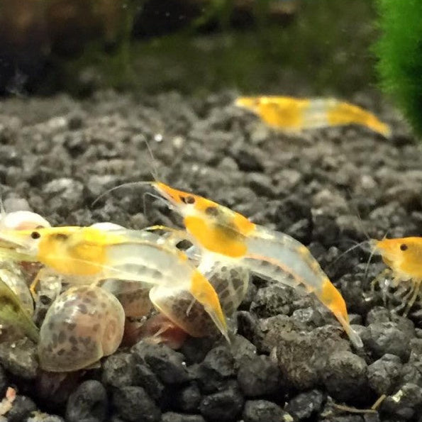 Zwerggarnele - Neocaridina davidi "Orange Rili"