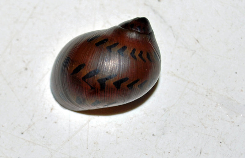 Ornament Rennschnecke