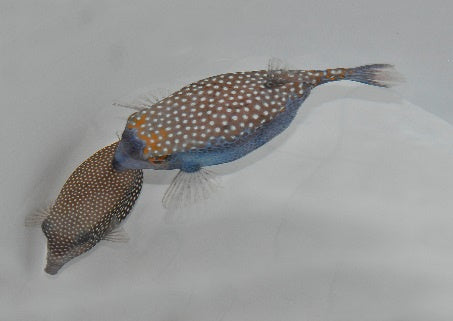 Weißpunkt Kofferfisch