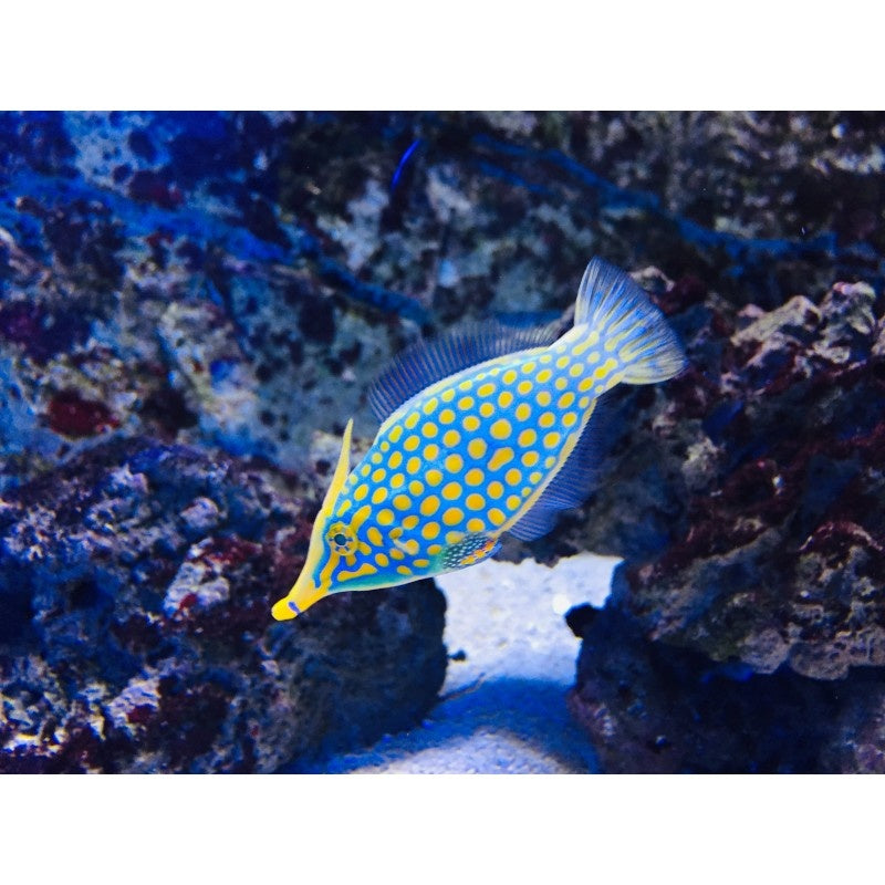 Orangeflecken Feilenfisch - Oxymonacanthus longirostris