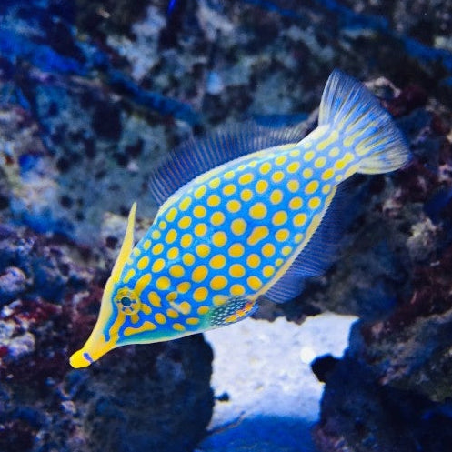Orangeflecken Feilenfisch - Oxymonacanthus longirostris