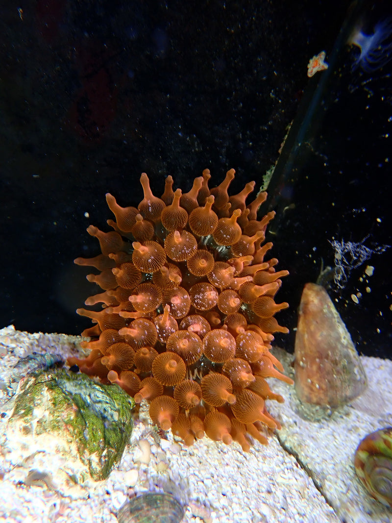 Kupferanemone - Entacmaea quadricolor