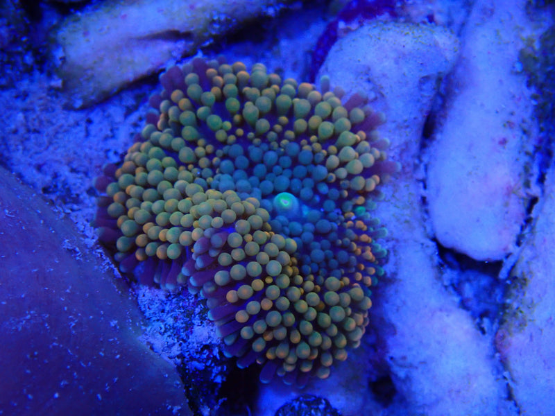 Florida Scheibenanemone - Ricordea Florida "orange"