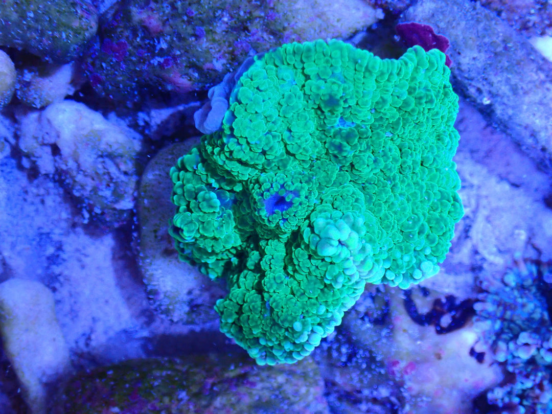 Scheibenanemone Ultra Green