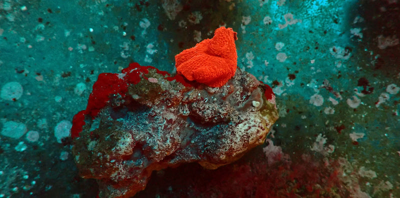 Scheibenanemone Ultra Red