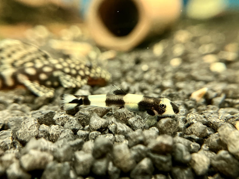 Pandaschmerle - Yaoshania pachychilus