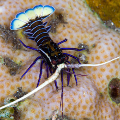 Blaue Schmucklanguste - Panulirus versicolor