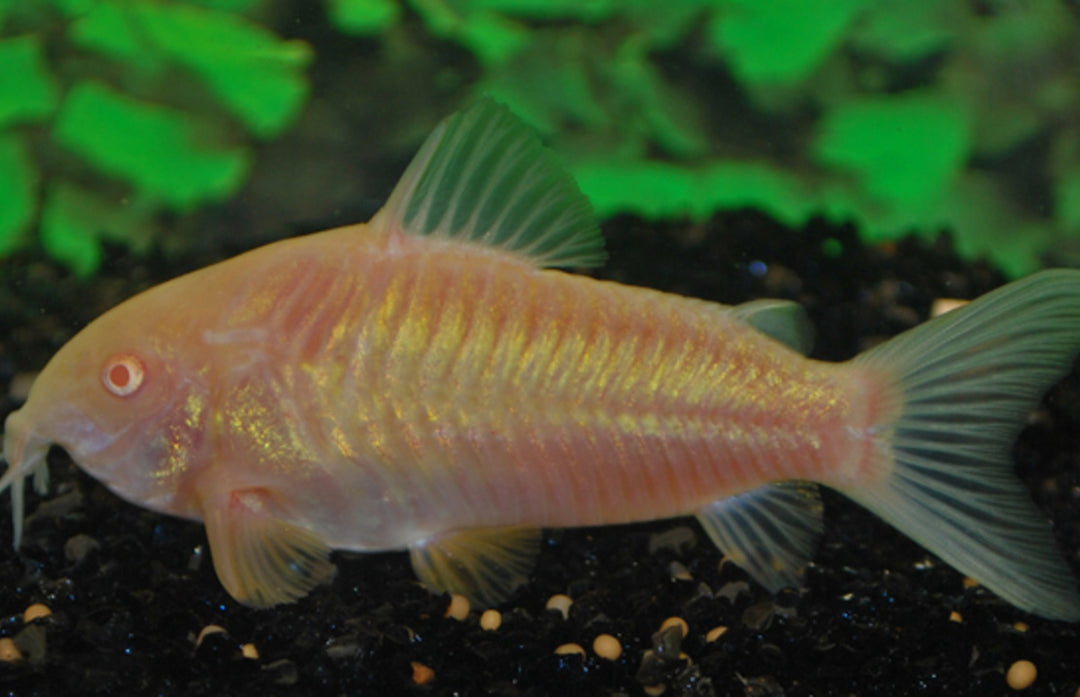 Metallpanzerwels - Corydoras aeneus "Albino"