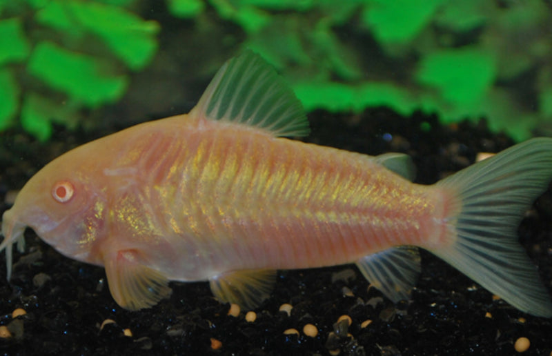 Metallpanzerwels - Corydoras aeneus "Albino"