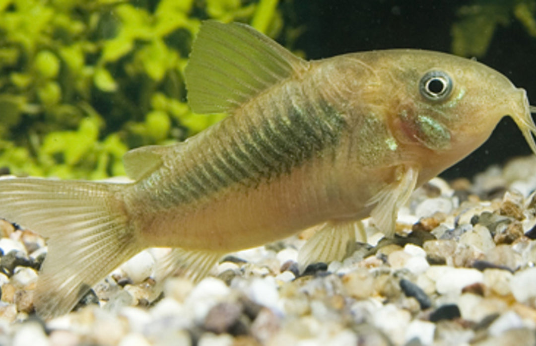 Metallpanzerwels - Corydoras aeneus