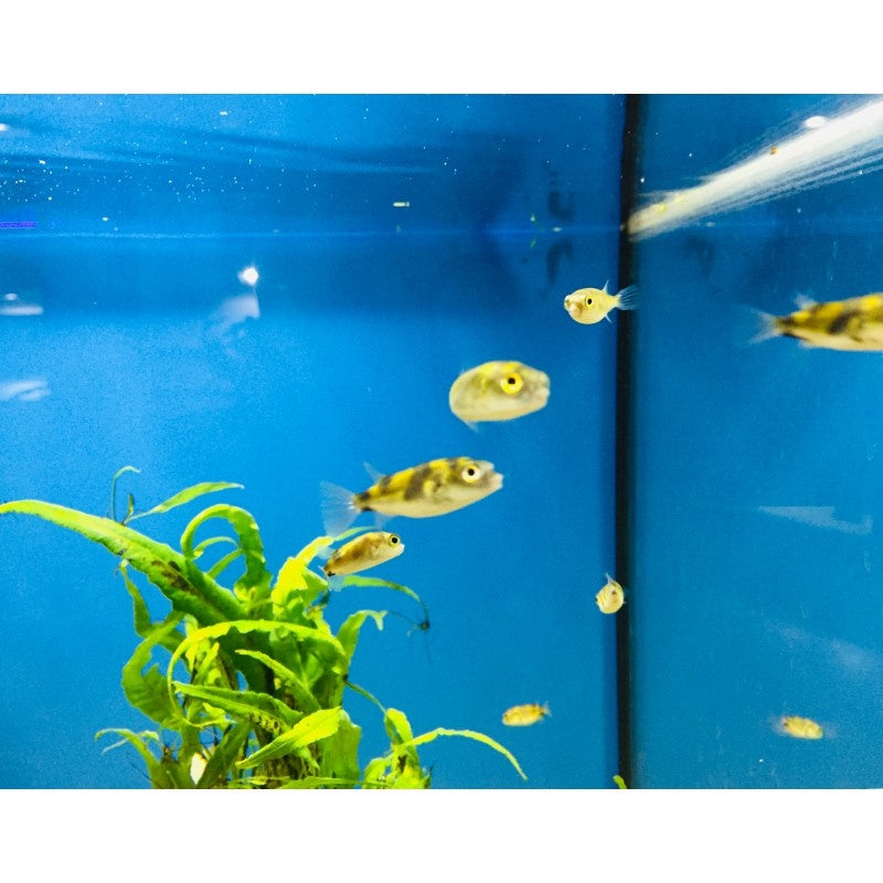 Papageienkugelfisch - Colomesus asellus