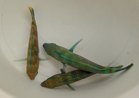 Papageifisch - Scarus quoyi