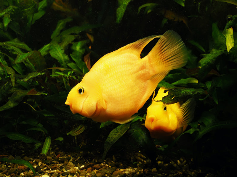 Papageienbuntbarsch - Cichlidae sp. "Gelb"