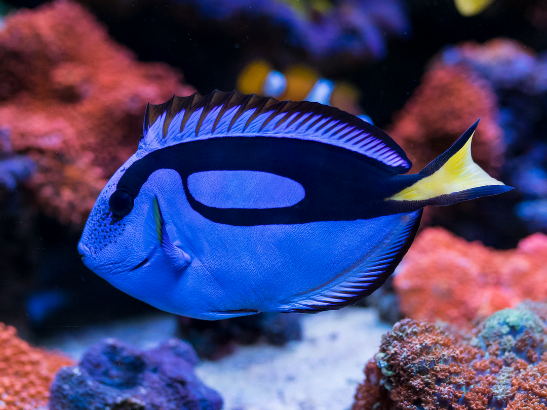 Paletten Doktorfisch - Paracanthurus hepatus