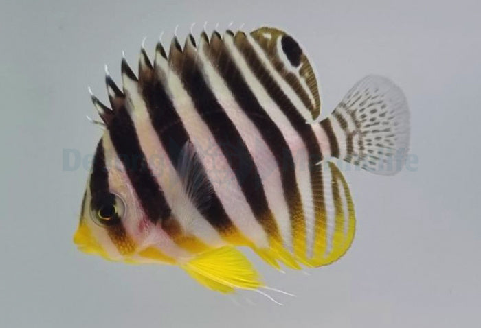 Zebra Zwergkaiser - Paracentropyge multifasciata