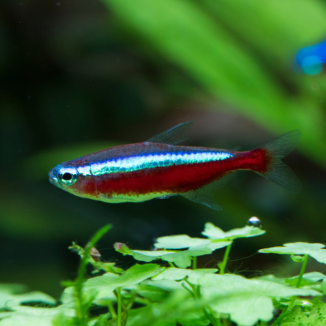 Roter Neon - Paracheirodon axelrodi