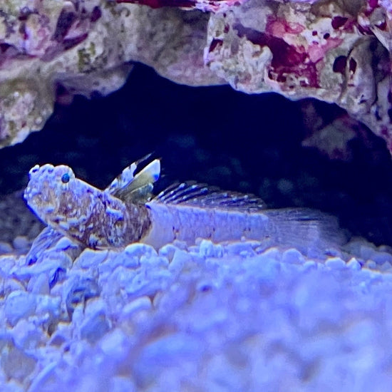 Partnergrundel - Tomiyamichthys nudus