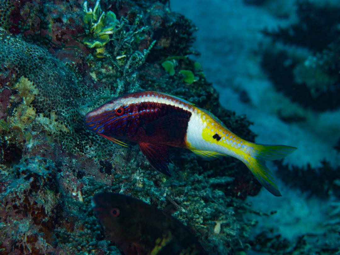 Zweifarben Meerbarbe - Parupeneus barberinoides