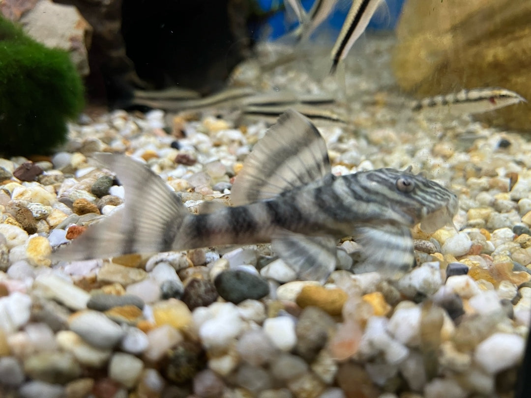 Peckoltia cf. vermiculta L200