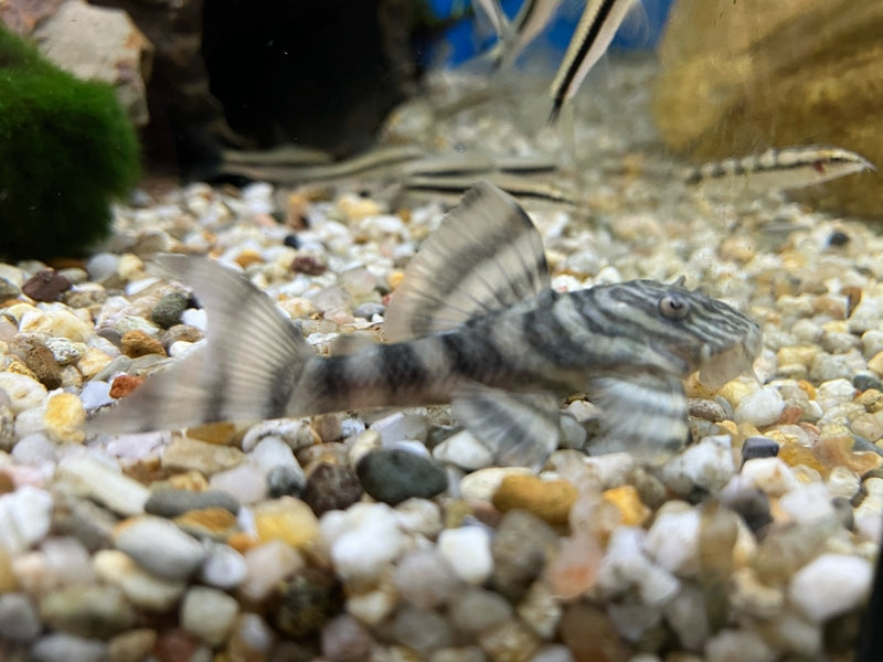 Peckoltia cf. vermiculta L200