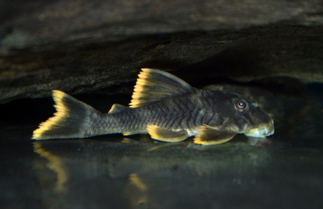 Peckoltia sp. L076
