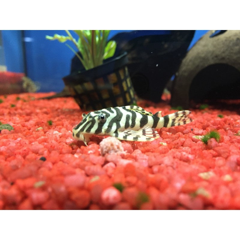 Goldtigerharnischwels - Peckoltia compta L134