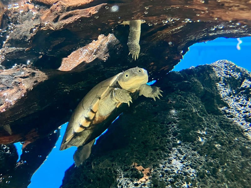 Starrbrust Pelomedusen - Pelomedusa subrufa