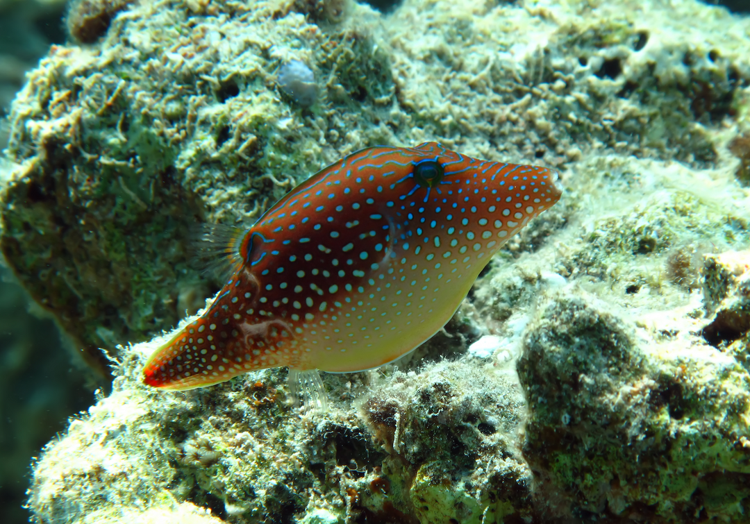 Perlen Kugelfisch