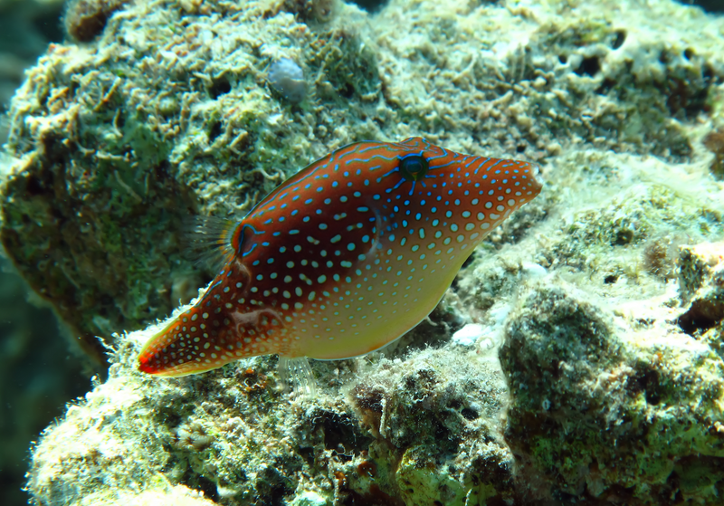 Perlen Kugelfisch