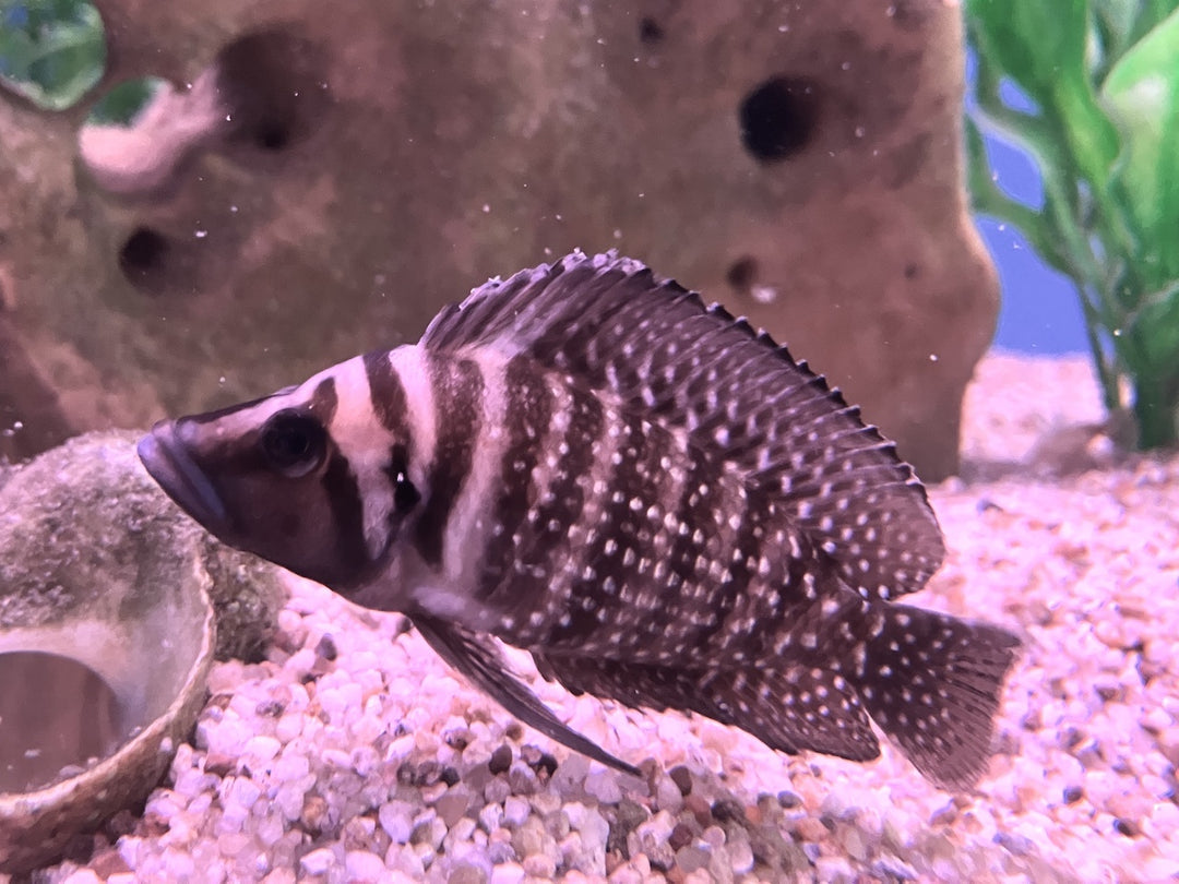 Perlhuhn Nanderbarsch "Black Pearl" - Altolamprologus calvus