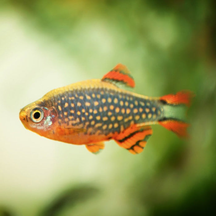 Perlhuhnbärbling - Danio margaritatus