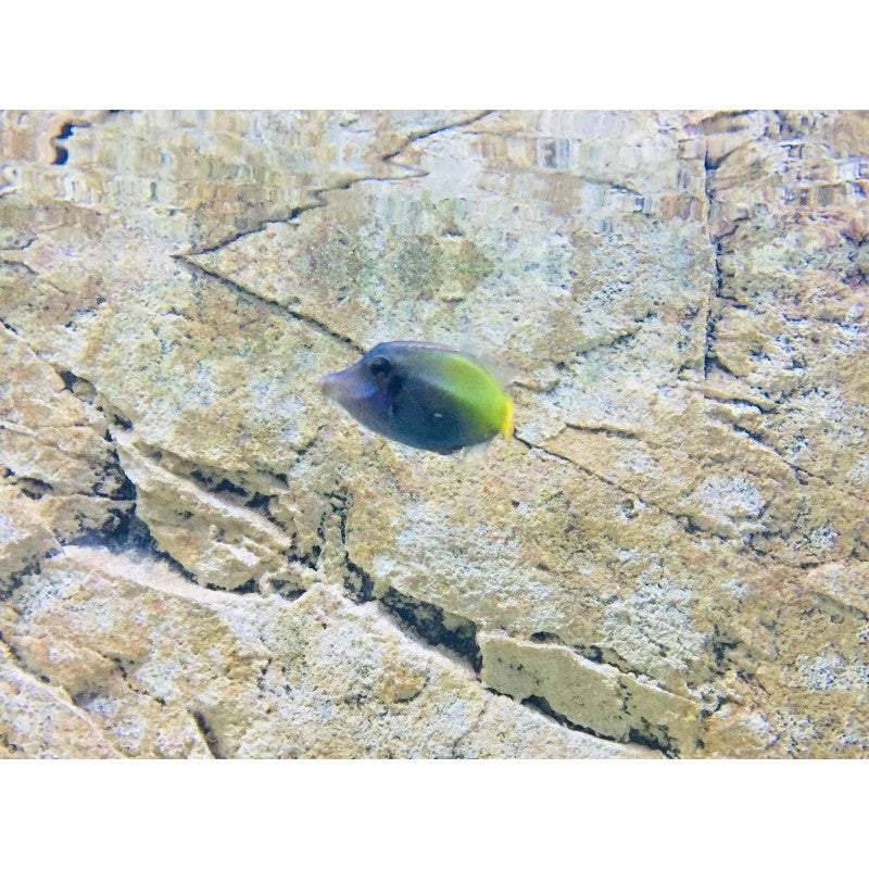 Höhlen Feilenfisch