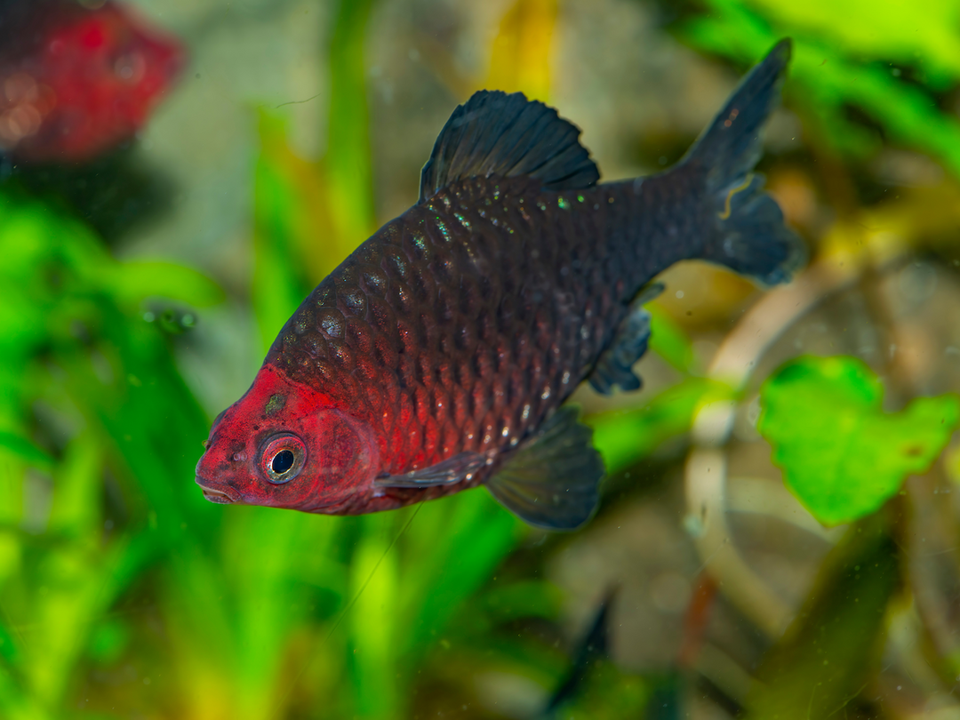 Purpurkopfbarbe - Pethia nigrofasciata