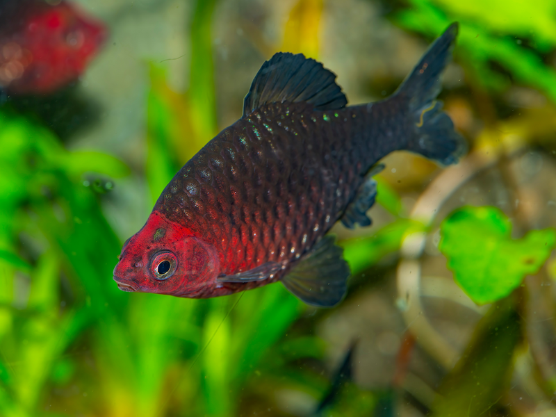 Purpurkopfbarbe - Pethia nigrofasciata