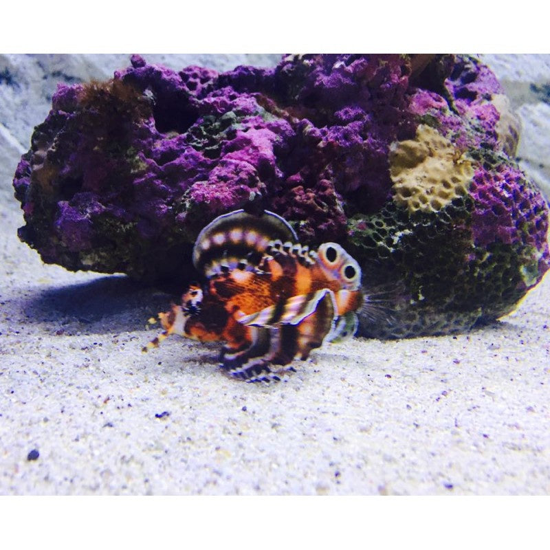 Pfauenaugen Zwergfeuerfisch - Dendrochirus biocellatus