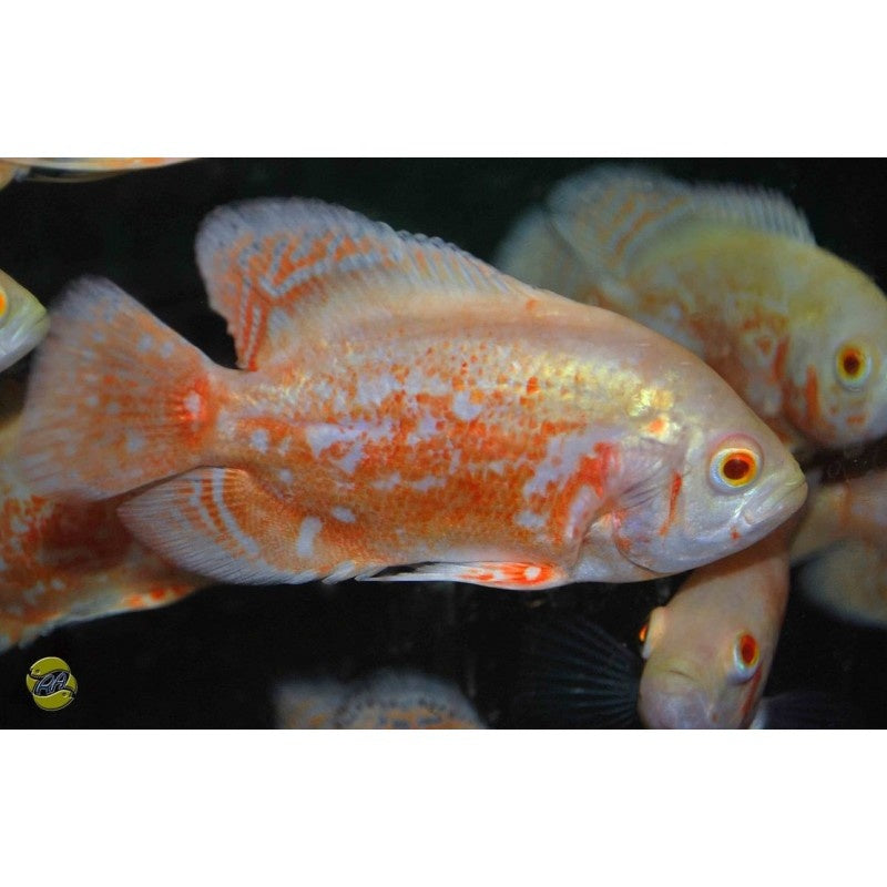 Pfauenaugen Buntbarsch - Astronotus cellatus "Albino"