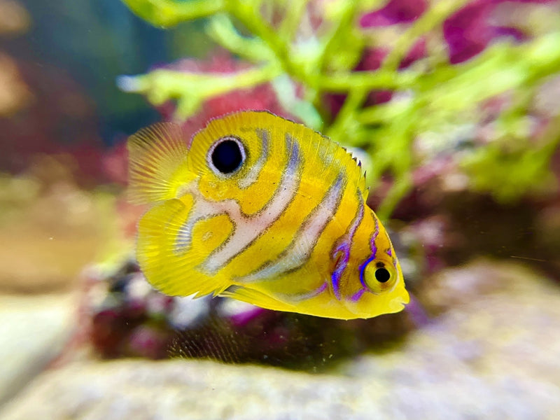 Pfauenkaiserfisch - Pygoplites diacanthus "Nachzucht"
