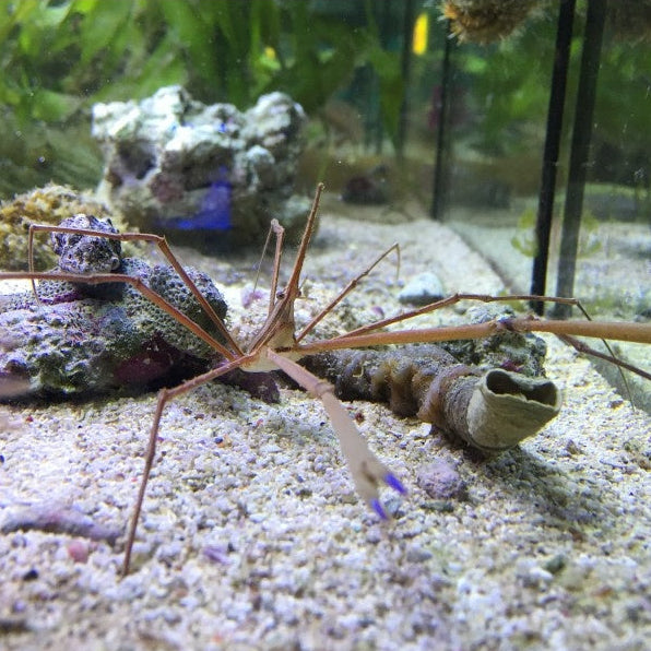 Pfeil Gespensterkrabbe - Stenorhynchus seticornis