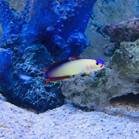 Pfeilgrundel - Nemateleotris exquisita